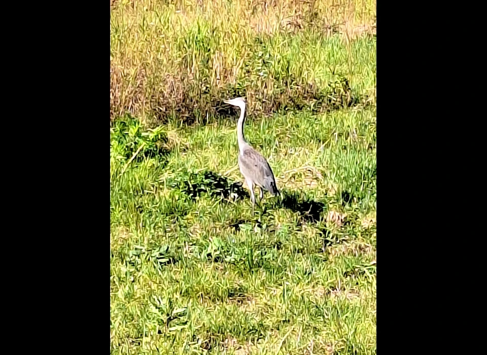 Reiger