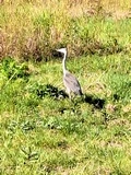 reiger